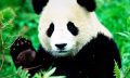 LOS 10 ANIMALES QUE VAN A DESAPARECER